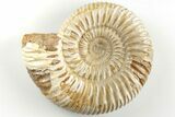 Polished Jurassic Ammonite (Perisphinctes) - Madagascar #203862-1